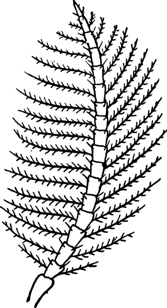 veren- antenne, wijnoogst illustratie. vector