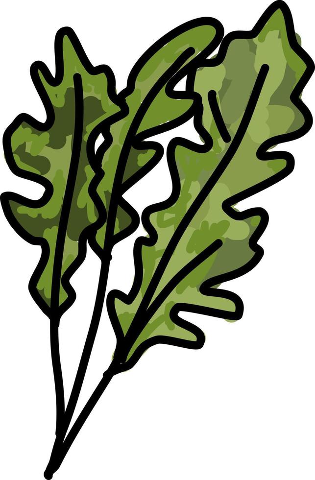 groen rucola, illustratie, vector Aan wit achtergrond.