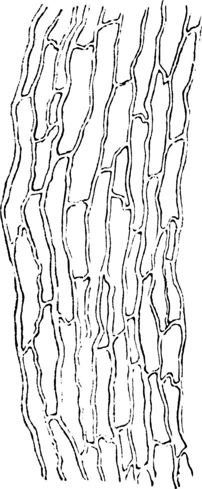 capillair schepen van spier, wijnoogst illustratie. vector