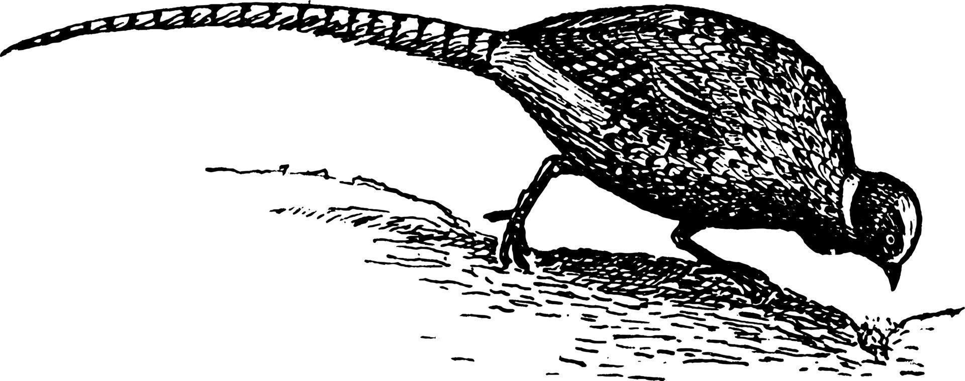 gemeenschappelijk fazant of spel vogel, wijnoogst illustratie. vector
