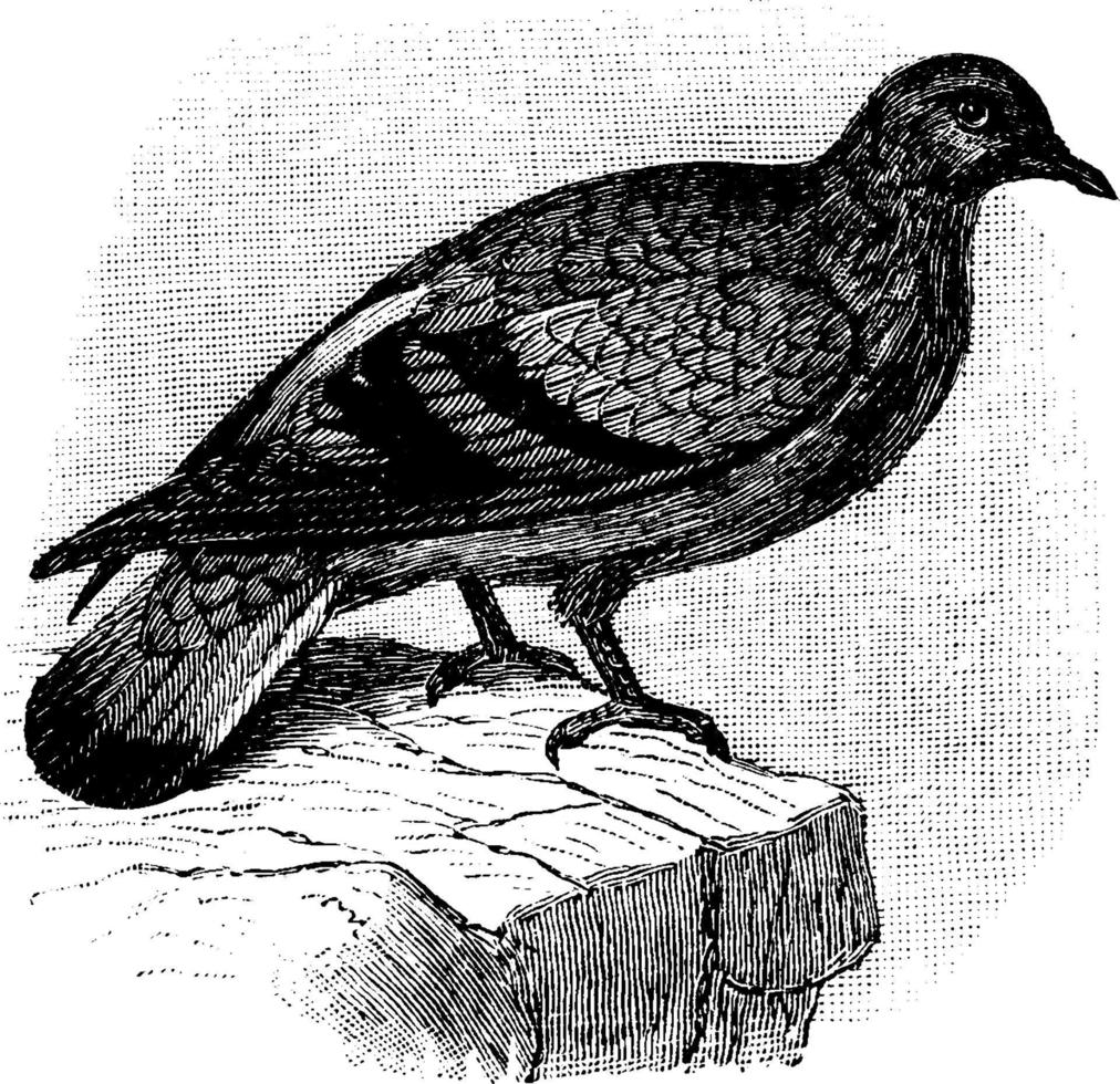 rots duif, wijnoogst illustratie. vector
