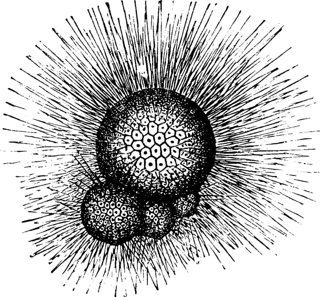 globigerina, wijnoogst illustratie. vector