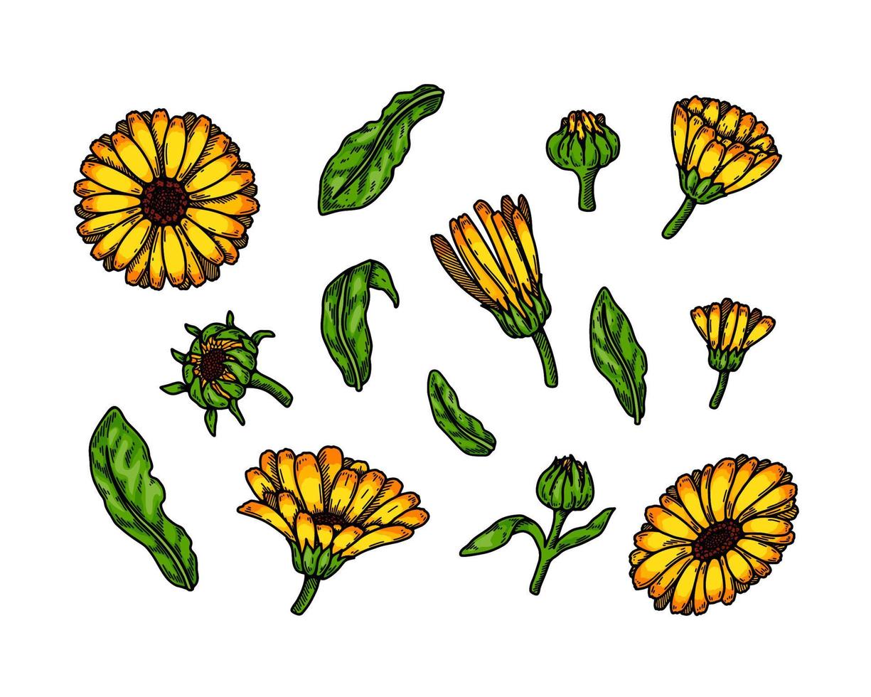 reeks van hand- getrokken calendula bloeiend planten geïsoleerd Aan wit achtergrond. vector illustratie in gekleurde schetsen stijl. botanisch ontwerp element