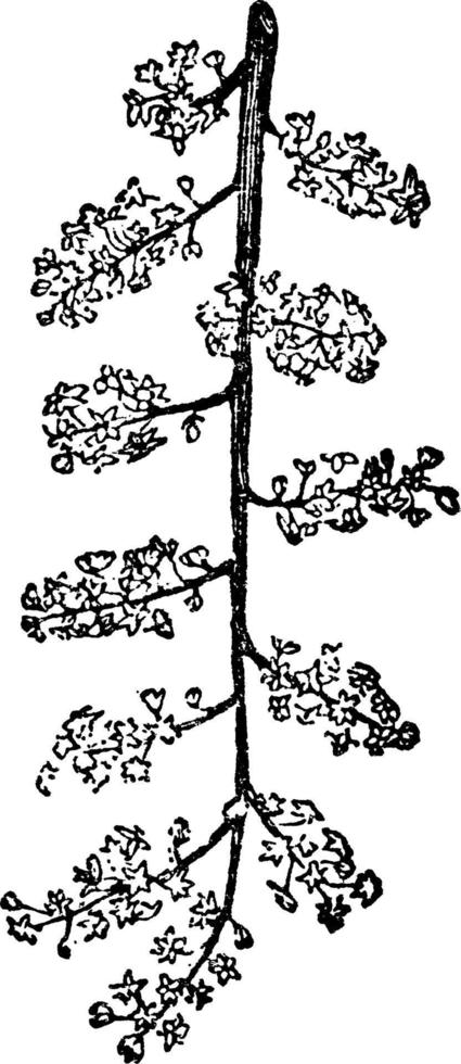 anamirta cocculus bloemen wijnoogst illustratie. vector