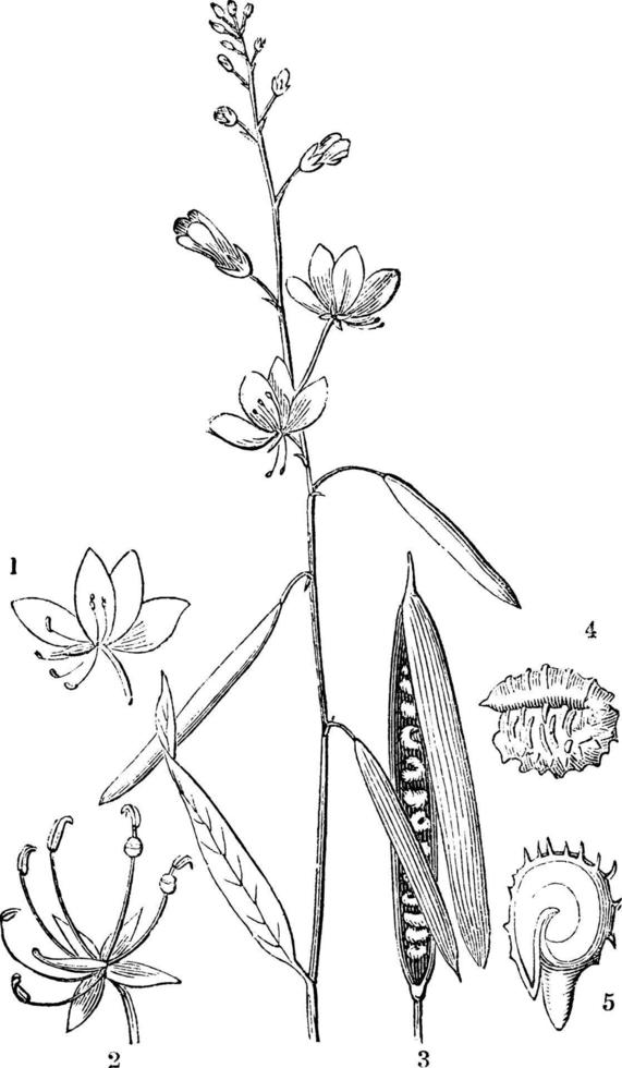 physostemon lanceolatum wijnoogst illustratie. vector