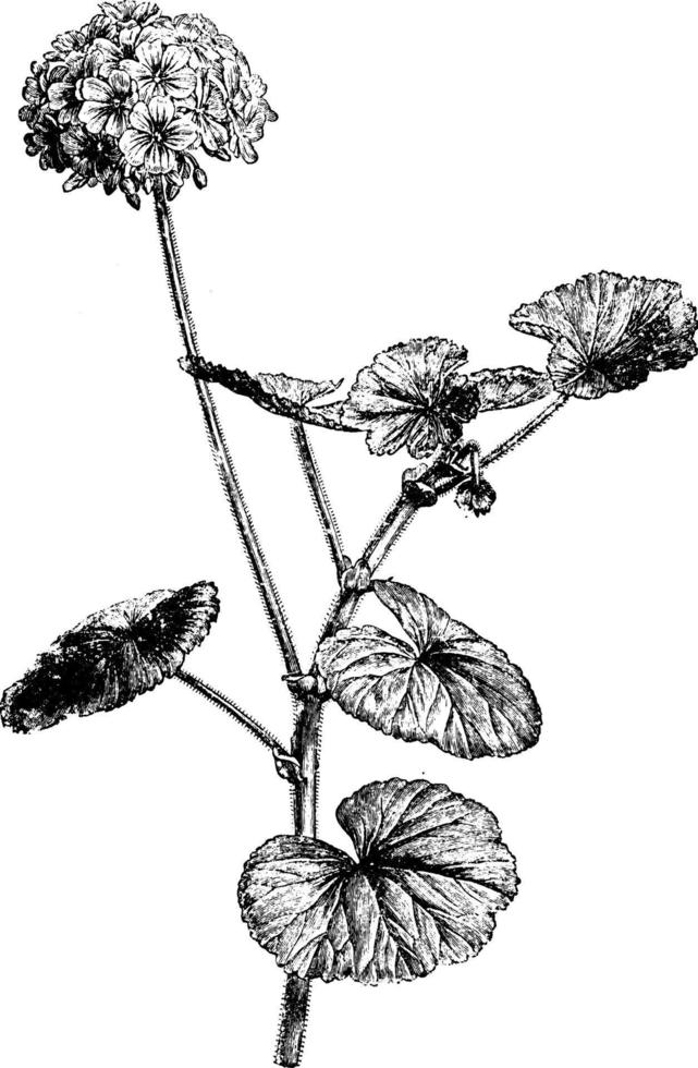 bloeiend Afdeling van pelargonium inquinans wijnoogst illustratie. vector