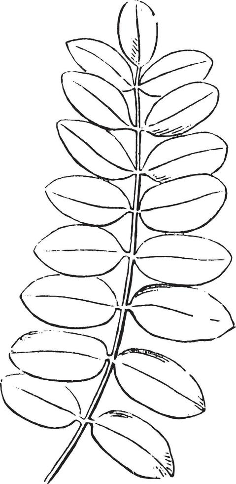 verbinding blad wijnoogst illustratie. vector