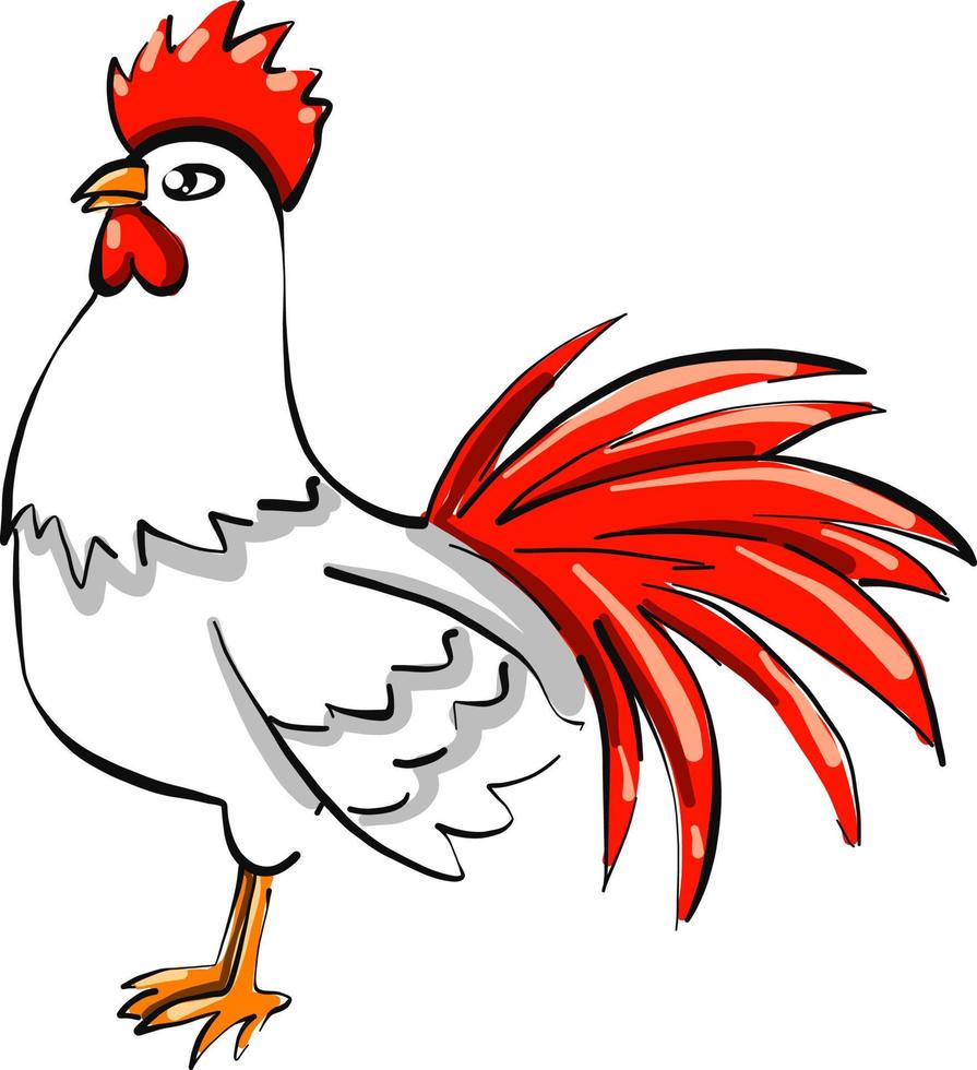 wit kip ,illustratie,vector Aan wit achtergrond vector