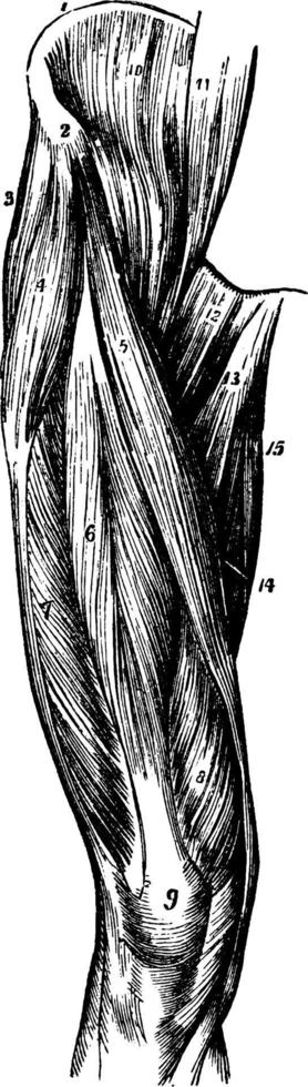 spieren van de dij, wijnoogst illustratie. vector