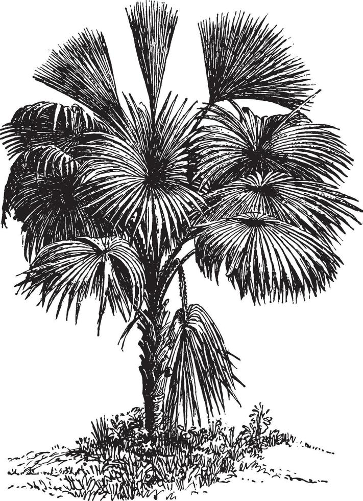 palm boom wijnoogst illustratie. vector