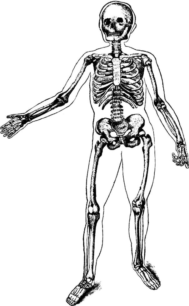 de skelet, wijnoogst illustratie. vector