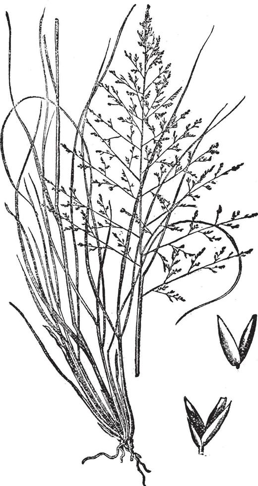 zout gras wijnoogst illustratie. vector