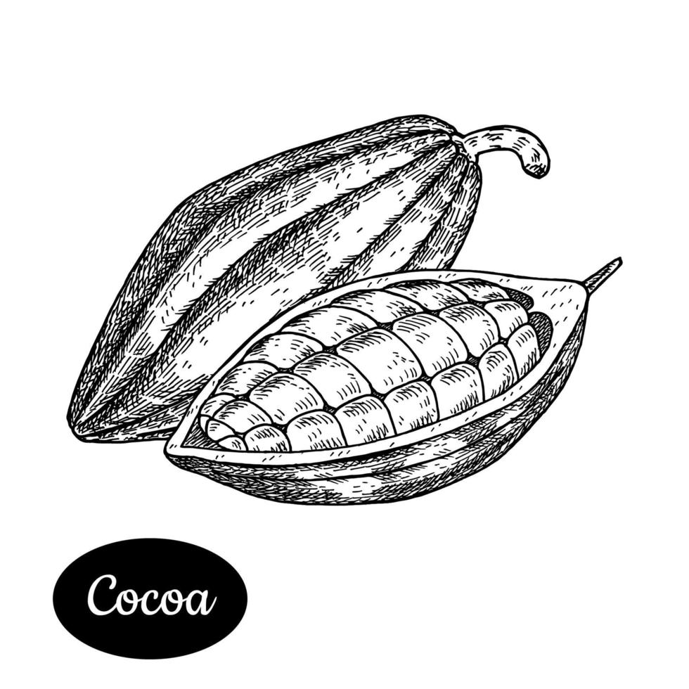 cacao Boon. hand- getrokken schetsen stijl vector illustratie. geïsoleerd tekening Aan wit achtergrond. vitamine en gezond eco voedsel. chocola ingrediënt. boerderij markt produceren.