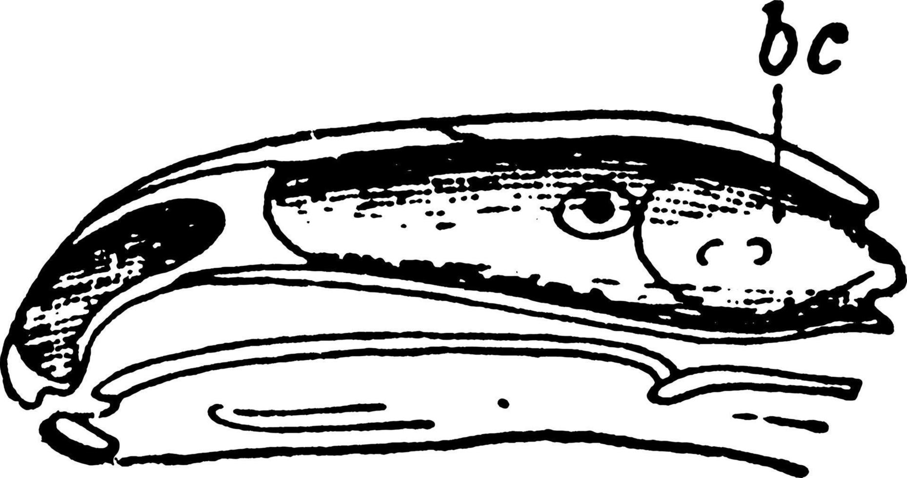 schedel van brand salamander of salamandra maculosa, wijnoogst illustratie. vector