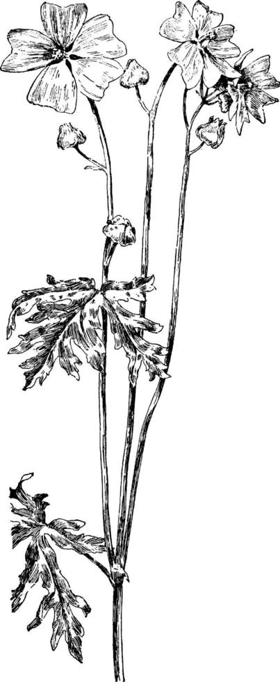 muskus kaasjeskruid wijnoogst illustratie. vector