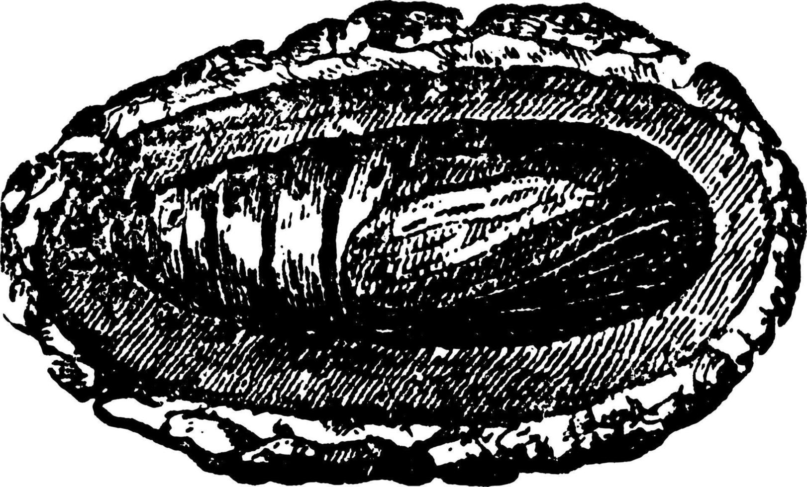 mot of heliothis wapen, wijnoogst illustratie. vector