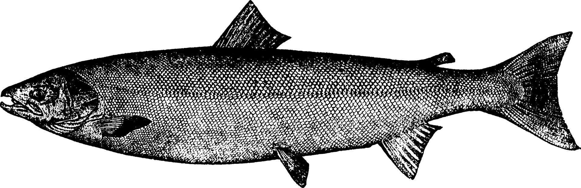 atlantic Zalm, wijnoogst illustratie. vector