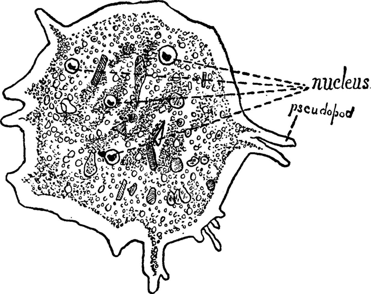 amoebe, wijnoogst illustratie. vector