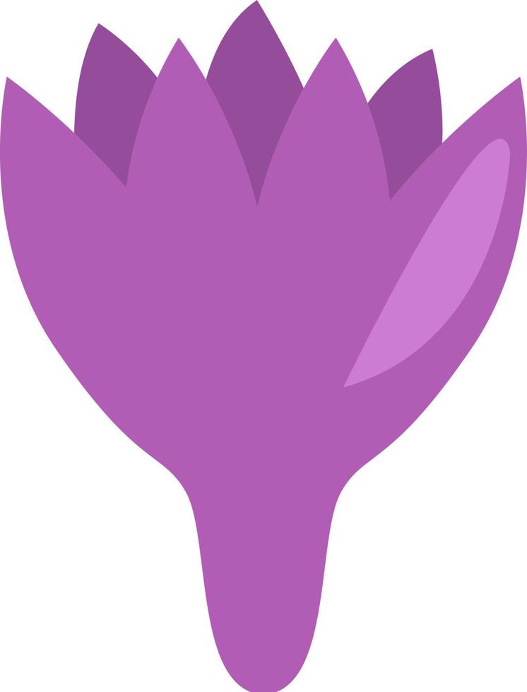 Purper saffraan bloem, illustratie, vector, Aan een wit achtergrond. vector