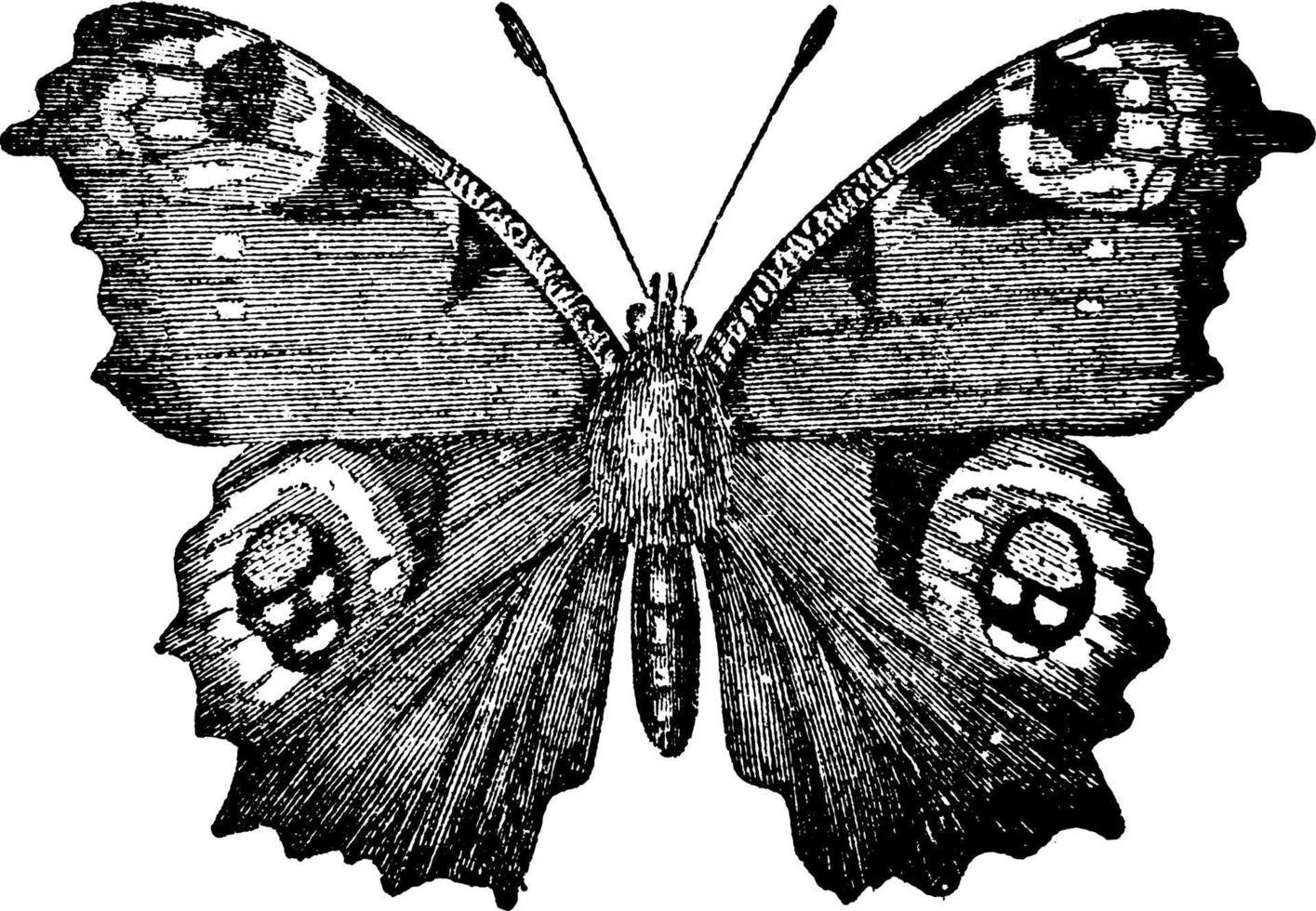 Pauw vlinder, wijnoogst illustratie. vector