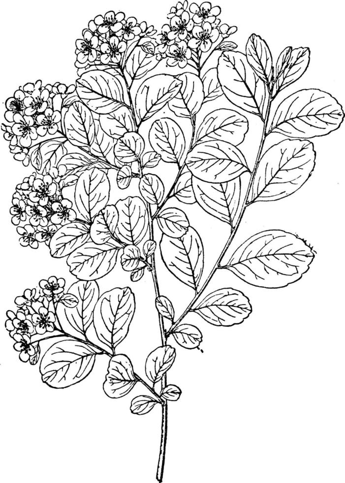 nipponica spiraea wijnoogst illustratie. vector