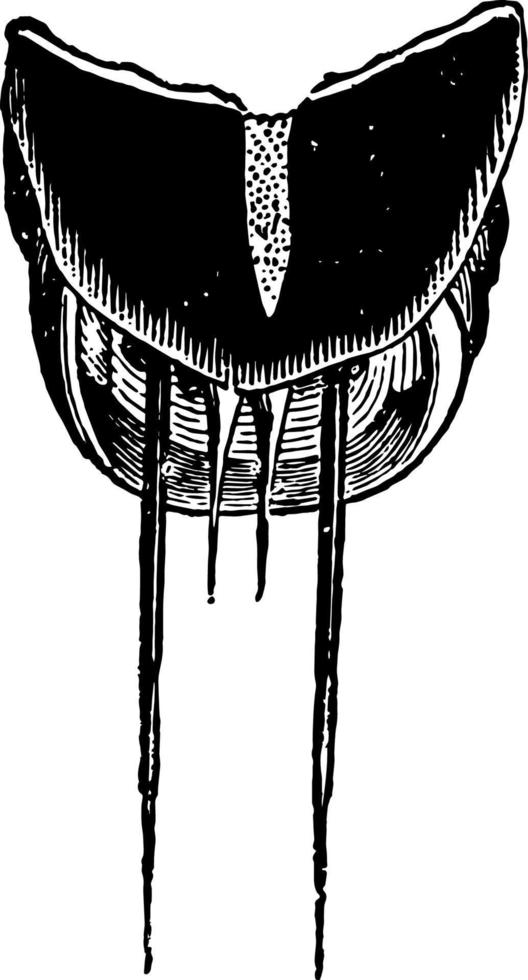 borstelharen Bij de uiteinde van de buik van de hydrophilus piceus wijnoogst illustratie. vector