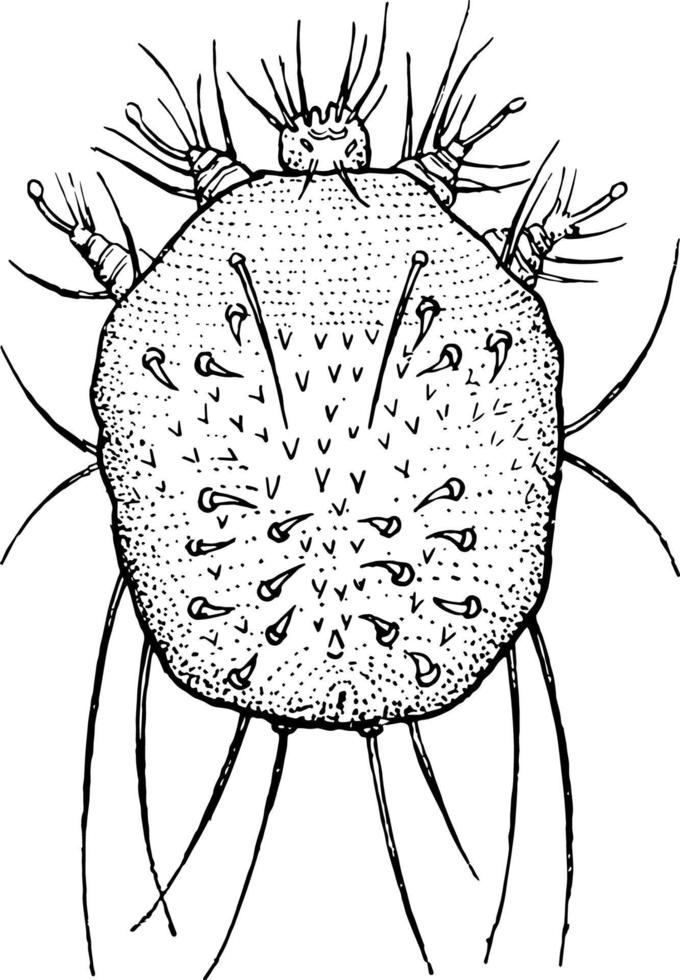 jeuk mijt, wijnoogst illustratie vector