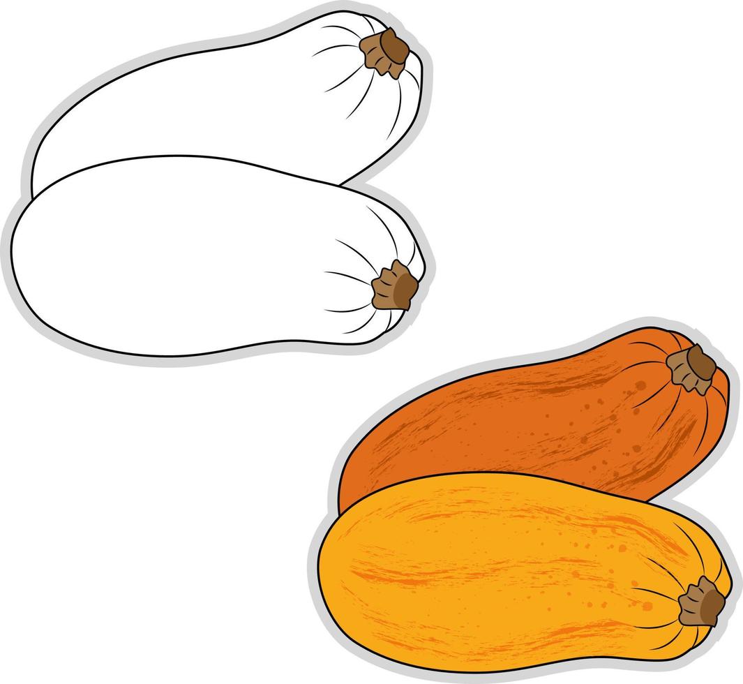 cucurbita maximaal, illustratie, vector Aan wit achtergrond.