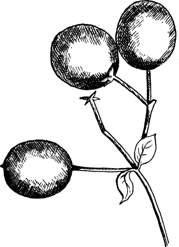 rand-boom fruit wijnoogst illustratie. vector