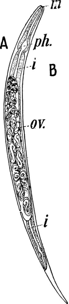 draadworm, wijnoogst illustratie. vector