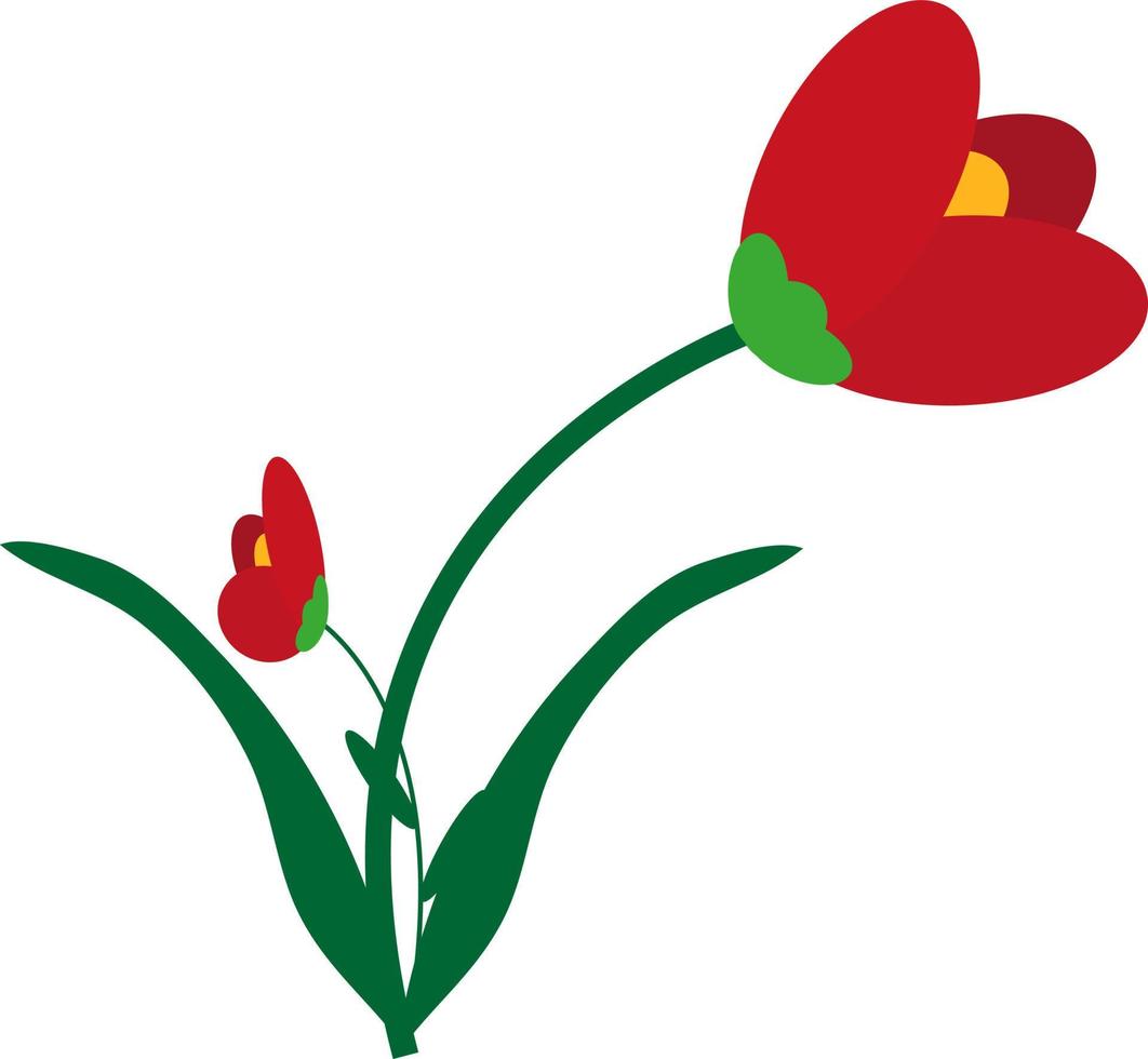 zomer papaver bloem, illustratie, vector Aan een wit achtergrond.