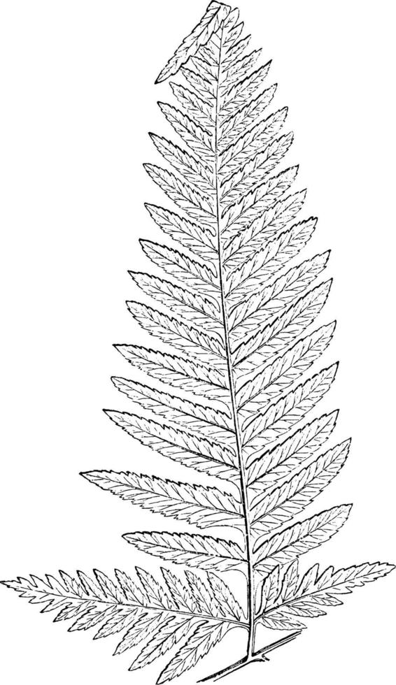 pteris tremula wijnoogst illustratie. vector