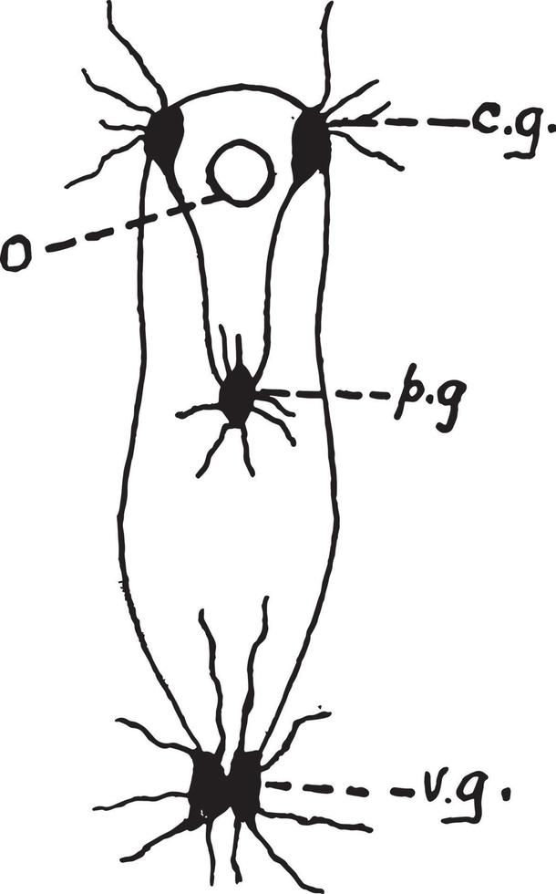 clam nerveus systeem, wijnoogst illustratie vector