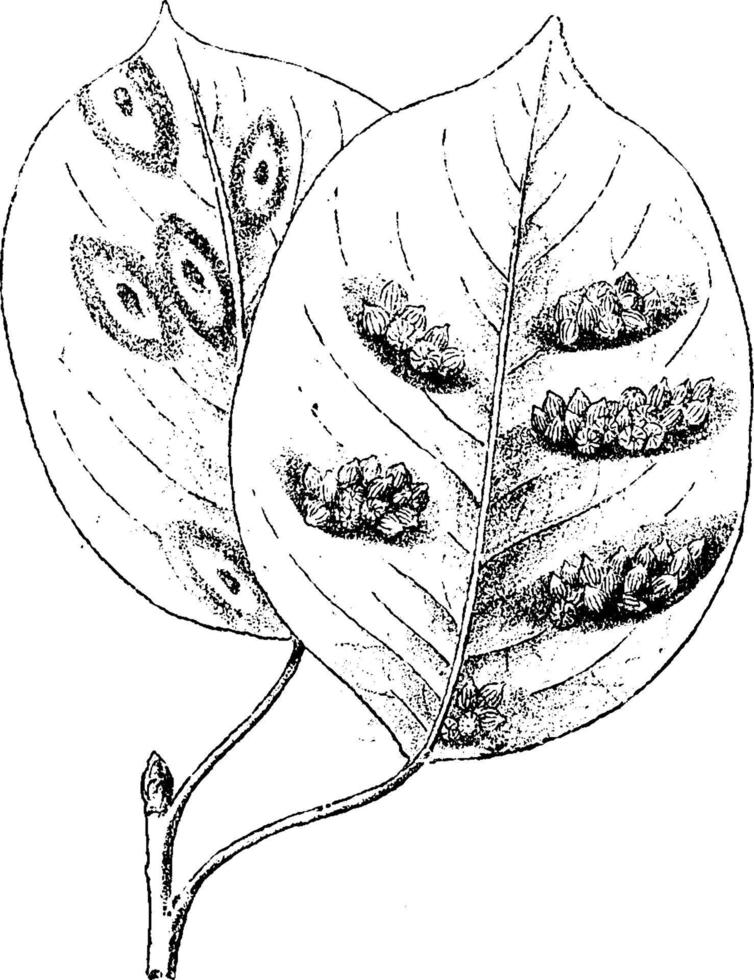 Peer bladeren aangevallen door roestelia annuleren, wijnoogst illustratie. vector