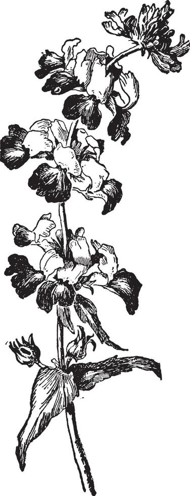 collinsia bicolor wijnoogst illustratie. vector