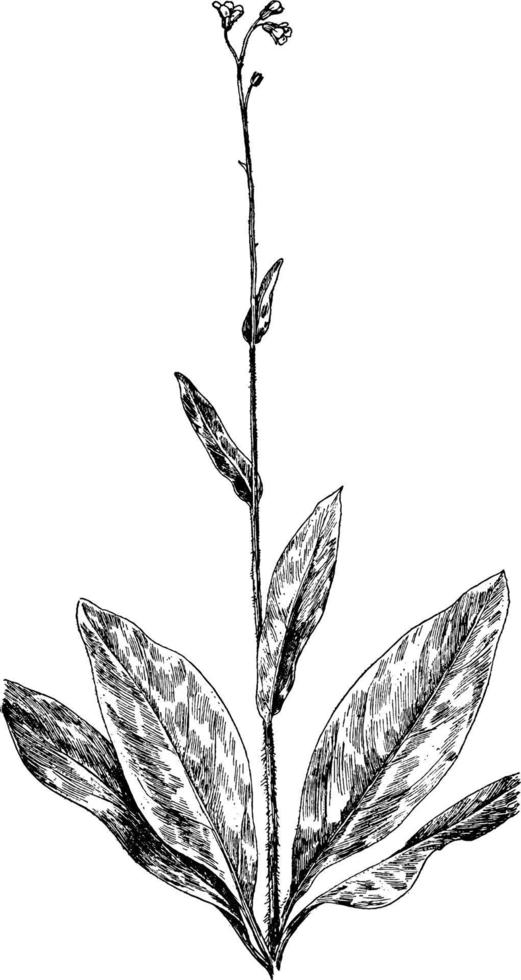 wild smeerwortel wijnoogst illustratie. vector