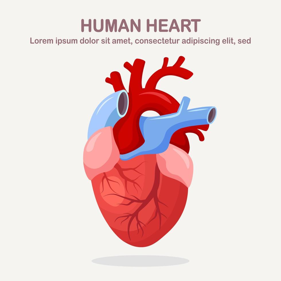 menselijk hart geïsoleerd op een witte achtergrond. cardiologie, anatomie concept. vector cartoon ontwerp