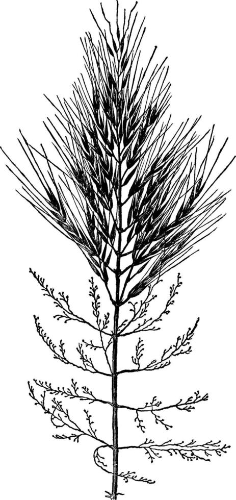 Indisch rijst- gras wijnoogst illustratie. vector