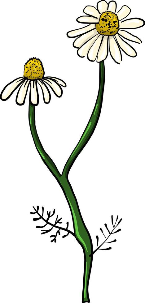 twee madeliefjes bloem , illustratie, vector Aan wit achtergrond