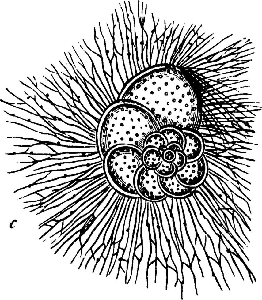 foraminiferen, wijnoogst illustratie. vector