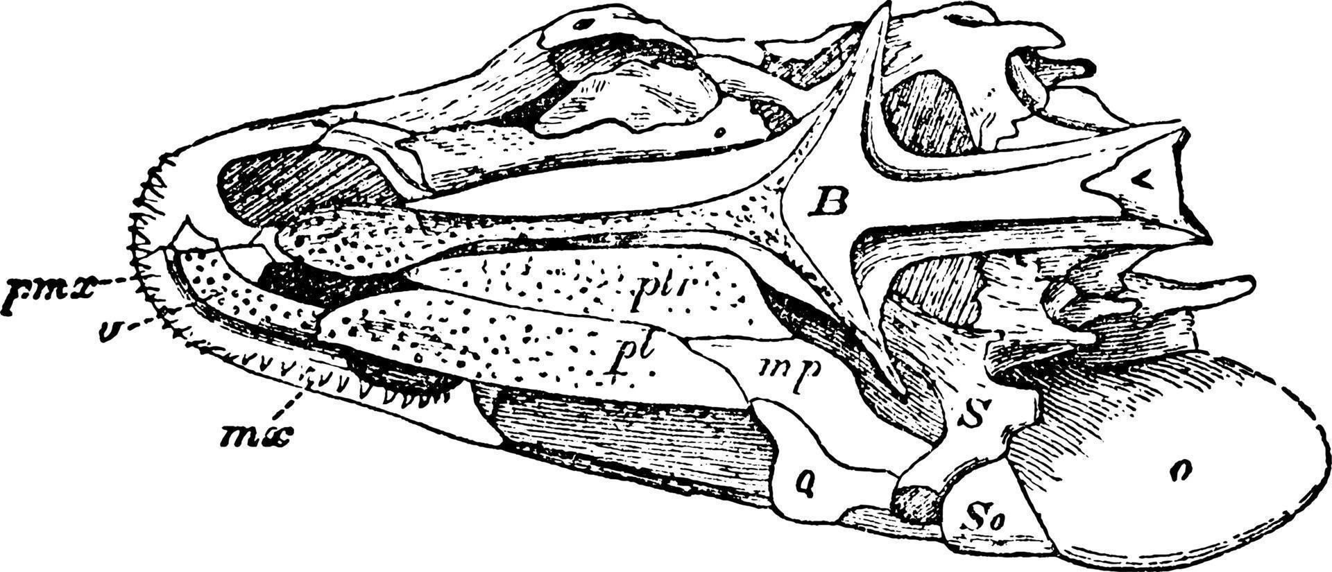 polypterus schedel, wijnoogst illustratie. vector