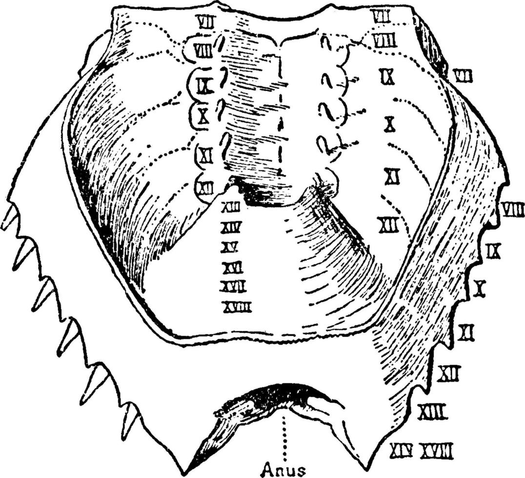 limulus polyphemus, wijnoogst illustratie. vector