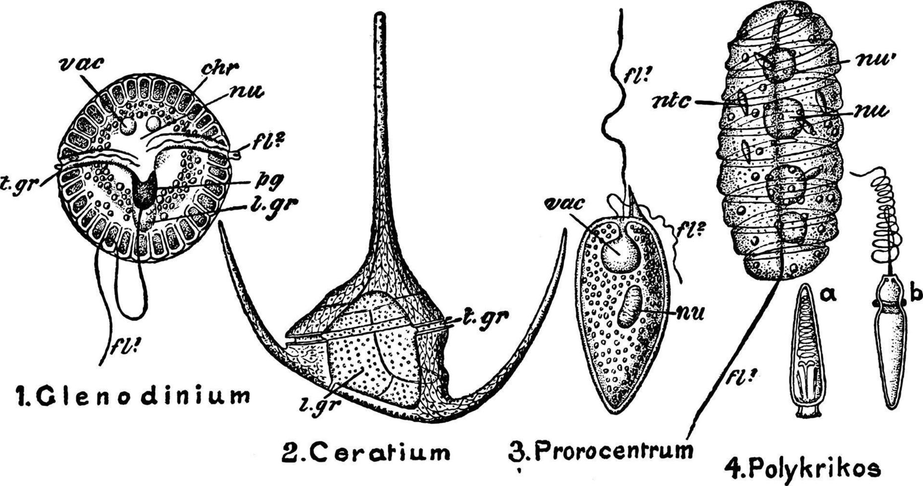 divers vormen van dinoflagelata dinoflagellaten, wijnoogst illustratie. vector