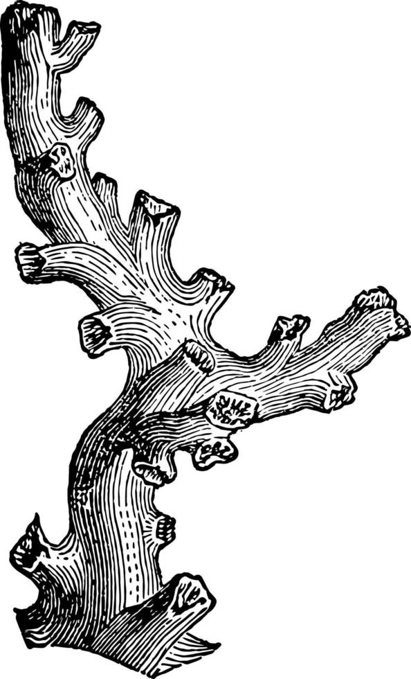 dendrophyllia wijnoogst illustratie. vector