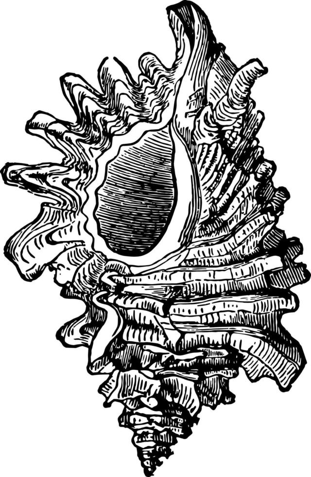 murex erinaceus wijnoogst illustratie. vector