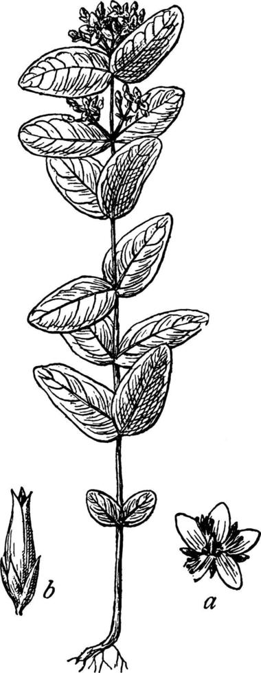 moeras st. John's wort wijnoogst illustratie. vector