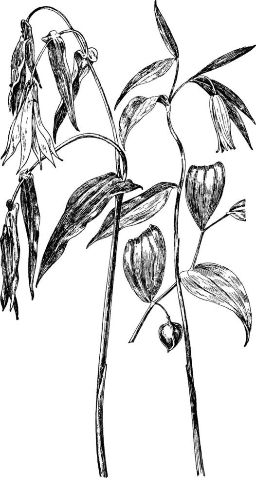 u. grandiflora en O. sessilifolia wijnoogst illustratie. vector