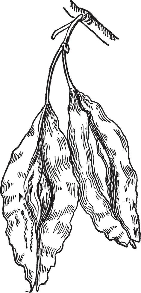 sneeuwklokje-boom fruit wijnoogst illustratie. vector