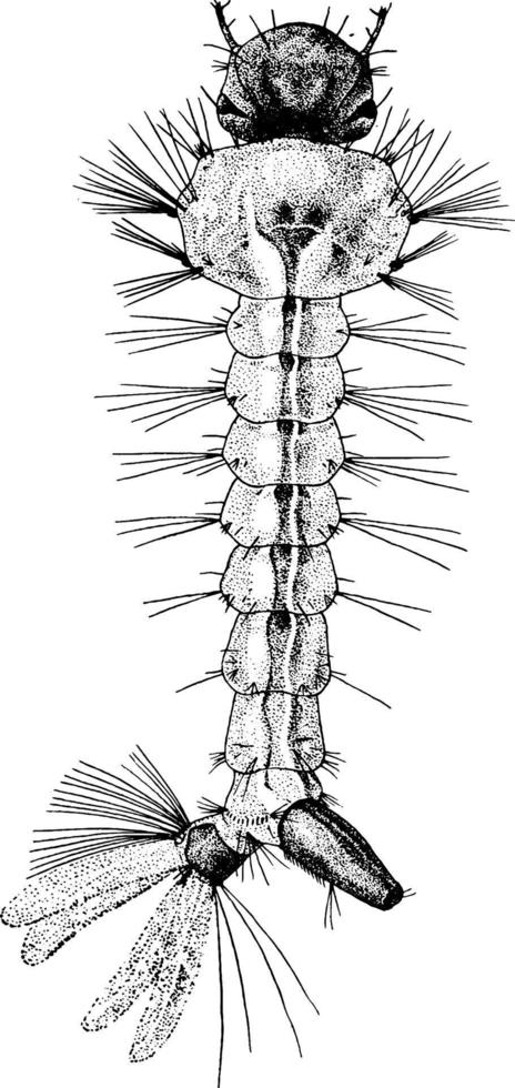 larve van de geel koorts mug, wijnoogst illustratie. vector