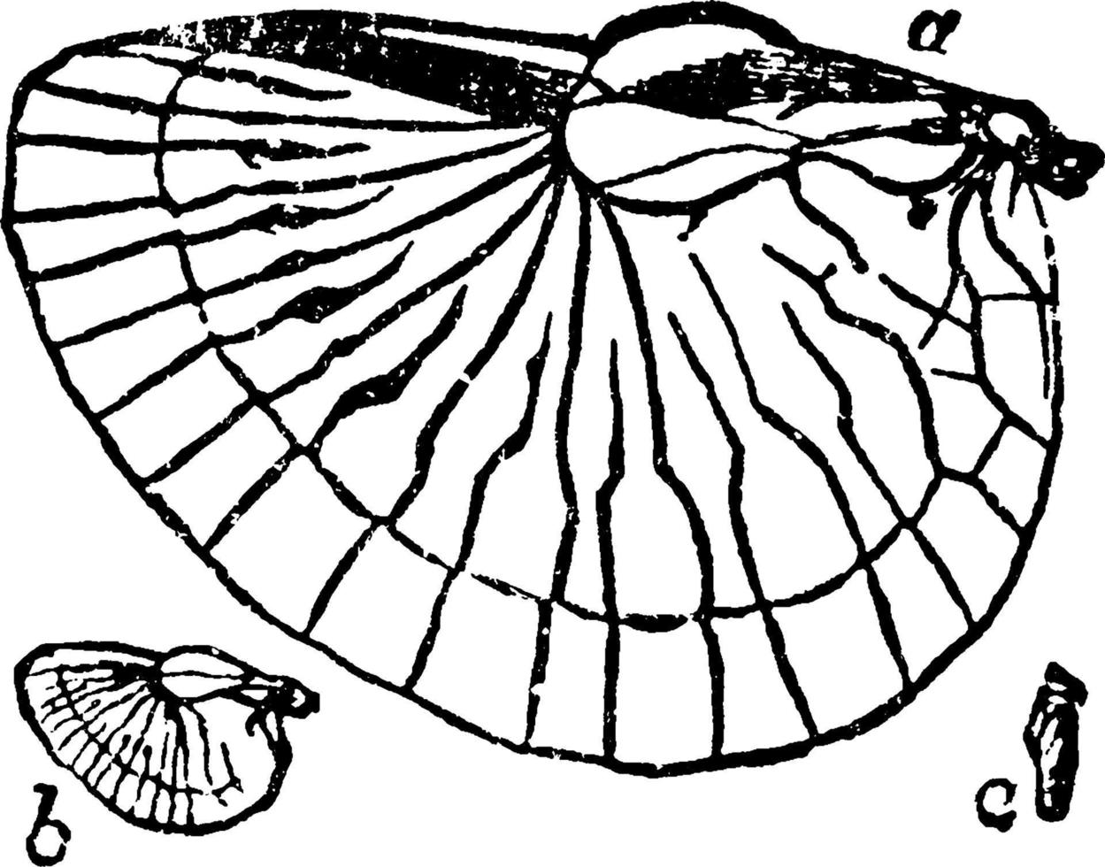 oorworm Vleugels, wijnoogst illustratie. vector